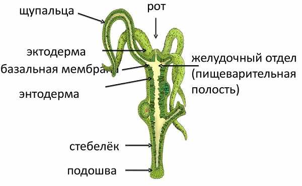 Даркмаркет кракен